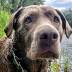 Olive Oscar Therapy Dogs - Louisville, CO Counselor